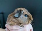Leuk cavia zeugje, Dieren en Toebehoren, Knaagdieren, Oktober, Vrouwelijk, Cavia