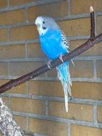 Melanistic /bfbw, Dieren en Toebehoren, Meerdere dieren, Parkiet