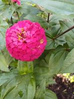 Zinnia Queen Fuchsia roze, Tuin en Terras, Bloembollen en Zaden, Ophalen of Verzenden