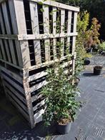 Camelia Spring Festival ca. 150 cm hoog, Tuin en Terras, Planten | Struiken en Hagen, Ophalen of Verzenden, Overige soorten, Struik