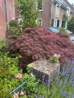Japanse esdoorn acer, Ophalen, Halfschaduw, Overige soorten, 100 tot 250 cm