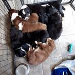 Leuke lieve puppies te koop, Dieren en Toebehoren, CDV (hondenziekte), Particulier, Meerdere, 8 tot 15 weken