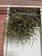 Rhipsalis pilocarpa, Ophalen of Verzenden, Halfschaduw, Minder dan 100 cm