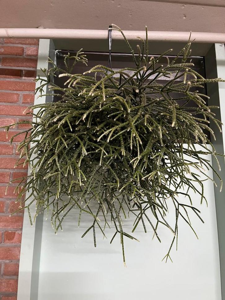 Rhipsalis pilocarpa, Huis en Inrichting, Kamerplanten, Minder dan 100 cm, Halfschaduw, Ophalen of Verzenden