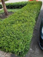 Buxus heg gratis afhalen, Tuin en Terras, Planten | Struiken en Hagen, Ophalen, Buxus, Minder dan 100 cm