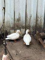 Prachtig koppel witte kwakers, Dieren en Toebehoren, Pluimvee, Meerdere dieren, Eend