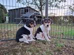 boerenfox pups, Dieren en Toebehoren, Honden | Jack Russells en Terriërs, Rabiës (hondsdolheid), Overige rassen, 8 tot 15 weken