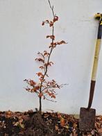 Beukenhaag - Fagus sylvatica wortelgoed 80/100 en 160/180 cm, Ophalen, Beukenhaag, Haag, 100 tot 250 cm