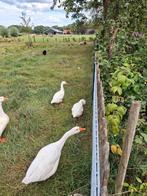 Jonge witte ganzen, Geslacht onbekend, Gans of Zwaan