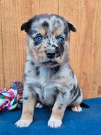 Australian shepherd x Pomsky pups (mini aussie), Nederland, Parvo, Overige rassen, 8 tot 15 weken