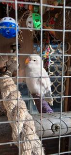 Jonge dwergpapegaaien spierwit met zwarte ogen., Geslacht onbekend, Dwergpapegaai of Agapornis