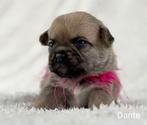 Prachtige RetroMops Puppy's, Pups, Dieren en Toebehoren, Honden | Chihuahua's en Gezelschapshonden, Overige rassen, CDV (hondenziekte)