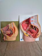 2 anatomische modellen  bekken vrouw en   man (somso ), Verzenden