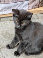 kruising kitten, Dieren en Toebehoren, Katten en Kittens | Raskatten | Korthaar, Poes, Ontwormd, 0 tot 2 jaar