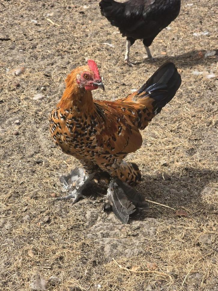 3 prachtige lieve haantjes, Dieren en Toebehoren, Pluimvee, Kip, Mannelijk