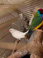 Een paar diamantruggen, een mannelijke Gouldamadine en vier, Dieren en Toebehoren, Vogels | Overige Vogels, Mannelijk