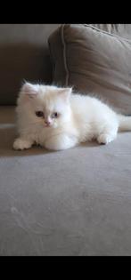 Zeldzame Khao Manee kitten met verschillende oogkleuren!, Dieren en Toebehoren, Katten en Kittens | Overige Katten, Kater