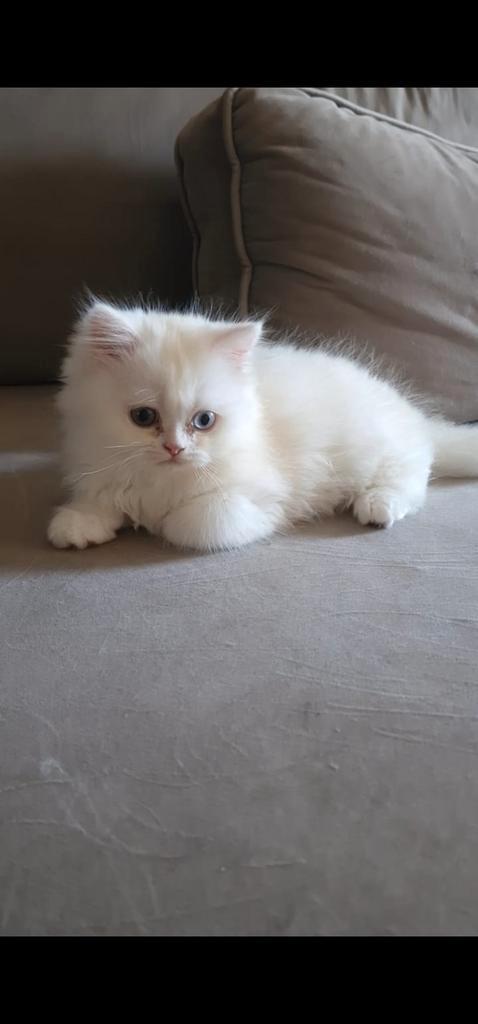 Zeldzame Khao Manee kitten met verschillende oogkleuren!, Dieren en Toebehoren, Katten en Kittens | Overige Katten, Kater
