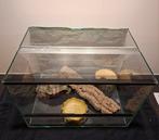 Glazen terrarium 50x35x35, Dieren en Toebehoren, Reptielen en Amfibieën | Toebehoren, Ophalen of Verzenden, Zo goed als nieuw