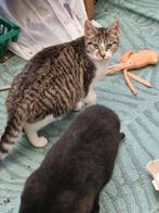 Katten (gratis ophalen), Meerdere dieren, 0 tot 2 jaar