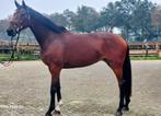 9 jarige merrie van Toto jr x De Niro, Dieren en Toebehoren, Paarden, Merrie, Dressuurpaard, L, 7 tot 10 jaar