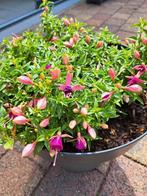 Fuchsia met Bloempot Rosé Paars, Tuin en Terras, Ophalen, Zomer, Overige soorten, Volle zon