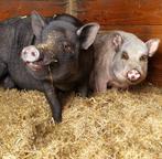 George & Peppa – twee lieve varkentjes zoeken een nieuw huis, Dieren en Toebehoren, Vrouwelijk, Varken, 3 tot 5 jaar