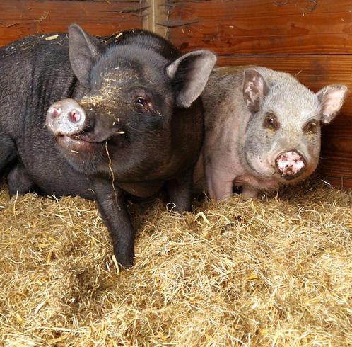 George & Peppa – twee lieve varkentjes zoeken een nieuw huis, Dieren en Toebehoren, Schapen, Geiten en Varkens, Varken, Vrouwelijk