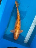 Koi, Dieren en Toebehoren, Vissen | Vijvervissen, Karper of Koi