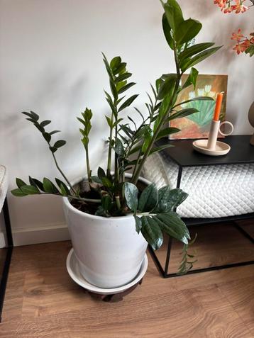 Plant beschikbaar voor biedingen