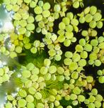 Salvinia minima - Vlotvaren, Ophalen, Nieuw, Plant(en), Steen of Hout
