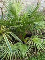 Palm Chamaerops humilis, Ophalen, Overige soorten, Volle zon
