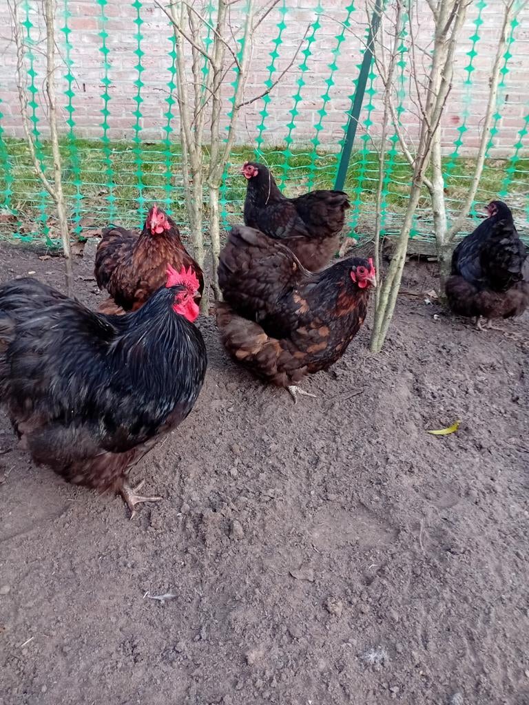 Orpington broedeieren choco kriel, Dieren en Toebehoren, Pluimvee, Geslacht onbekend, Kip