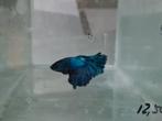 Betta splendens super delta kempvis man, Vis, Zoetwatervis