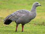 Zwanen, ganzen, eenden., Meerdere dieren, Gans of Zwaan
