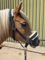 Leuke halsters, Dieren en Toebehoren, Paarden en Pony's | Hoofdstellen en Tuigage, Ophalen of Verzenden, Gebruikt, Overige soorten