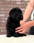 Prachtig zwart Labrador reutje, Dieren en Toebehoren, Honden | Retrievers, Spaniëls en Waterhonden, Reu, 8 tot 15 weken, Labrador retriever