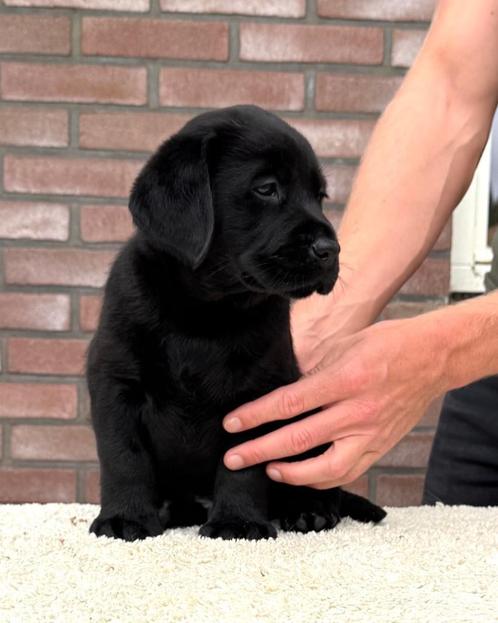 Prachtig zwart Labrador reutje, Dieren en Toebehoren, Honden | Retrievers, Spaniëls en Waterhonden, Reu, Labrador retriever, Particulier