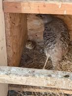 Goudfazanten, Dieren en Toebehoren, Meerdere dieren, Tropenvogel