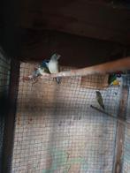 Mooie jonge Gouldamadines, Meerdere dieren