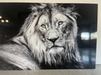 Schilderij | Afbeelding leeuw op plexiglas, Huis en Inrichting, Woonaccessoires | Schilderijen, Tekeningen en Foto's, Ophalen