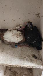 Jonge postduiven, Meerdere dieren, Postduif