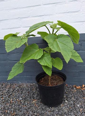 🌳 Paulownia tomentosa - keizersboom (no 1) beschikbaar voor biedingen