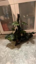 Aqarium decoratie, Ophalen of Verzenden, Plant(en), Steen of Hout