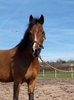 Zeer mooie drachtige nrps merrie, Dieren en Toebehoren, Merrie, B, Gechipt, 7 tot 10 jaar