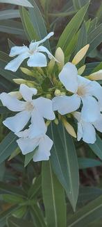 Nerium oleander Soeur Agnes Wit, Ophalen of Verzenden, Zomer, Overige soorten, Halfschaduw