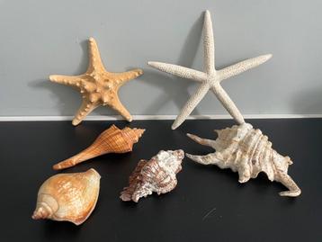 Schelpen, zeesterren beschikbaar voor biedingen