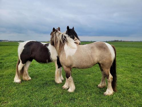 Verzorgster gezocht voor tinker, Dieren en Toebehoren, Paarden en Pony's | Overige Paardenspullen, Ophalen of Verzenden