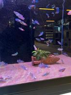 Betta vrouw dumbo ear, Vis, Zoetwatervis