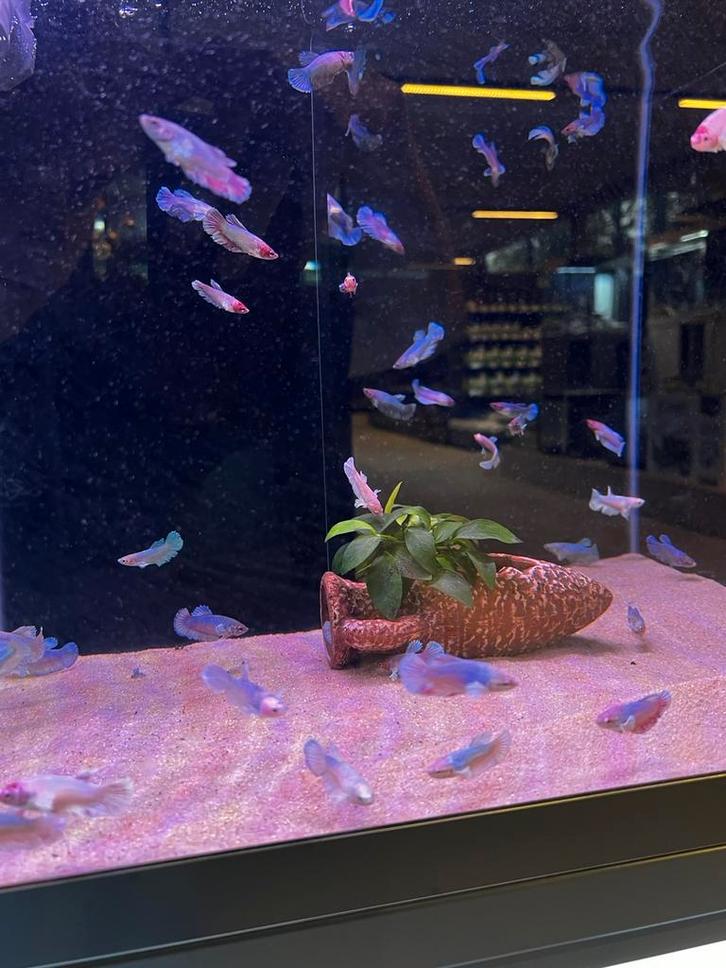 Betta vrouw dumbo ear, Dieren en Toebehoren, Vissen | Aquariumvissen, Zoetwatervis, Vis